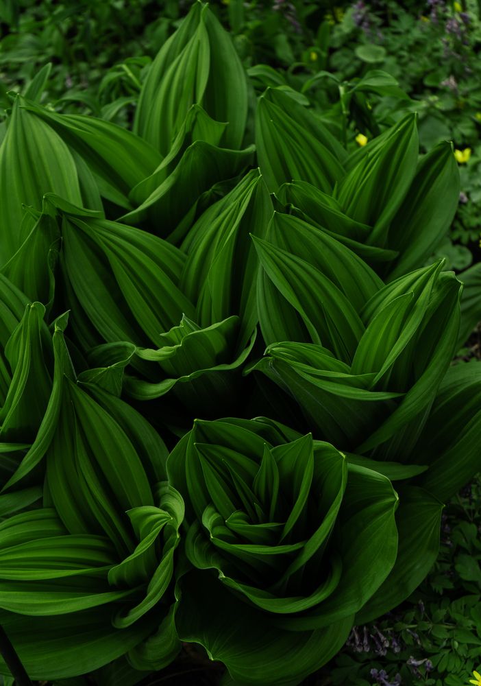 Photograph by Юлия Александровна