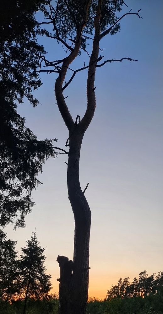 Танцовщица