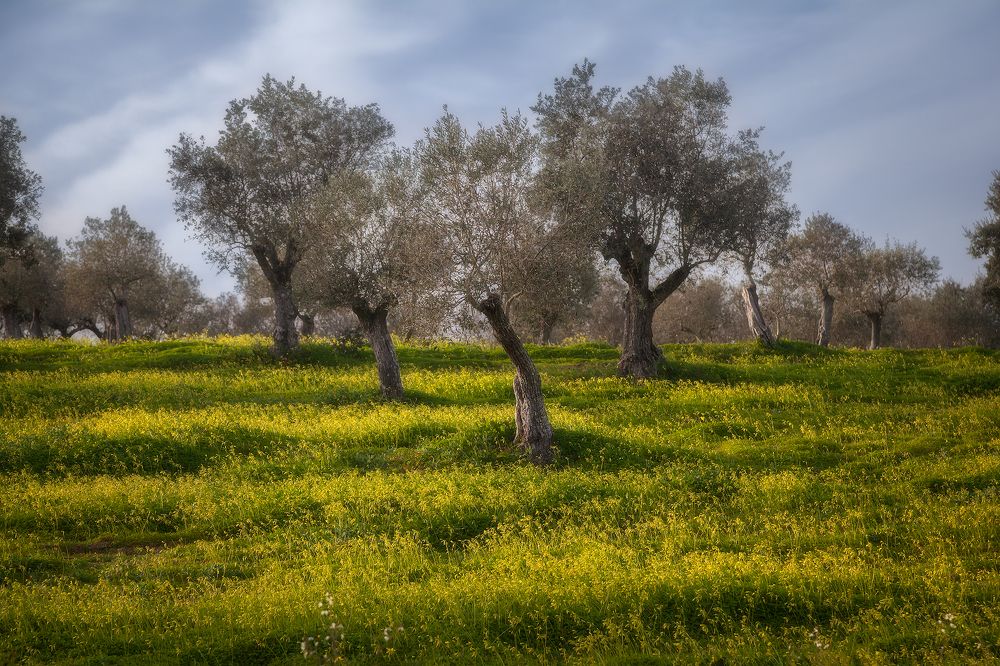 Photograph by Denis Churin