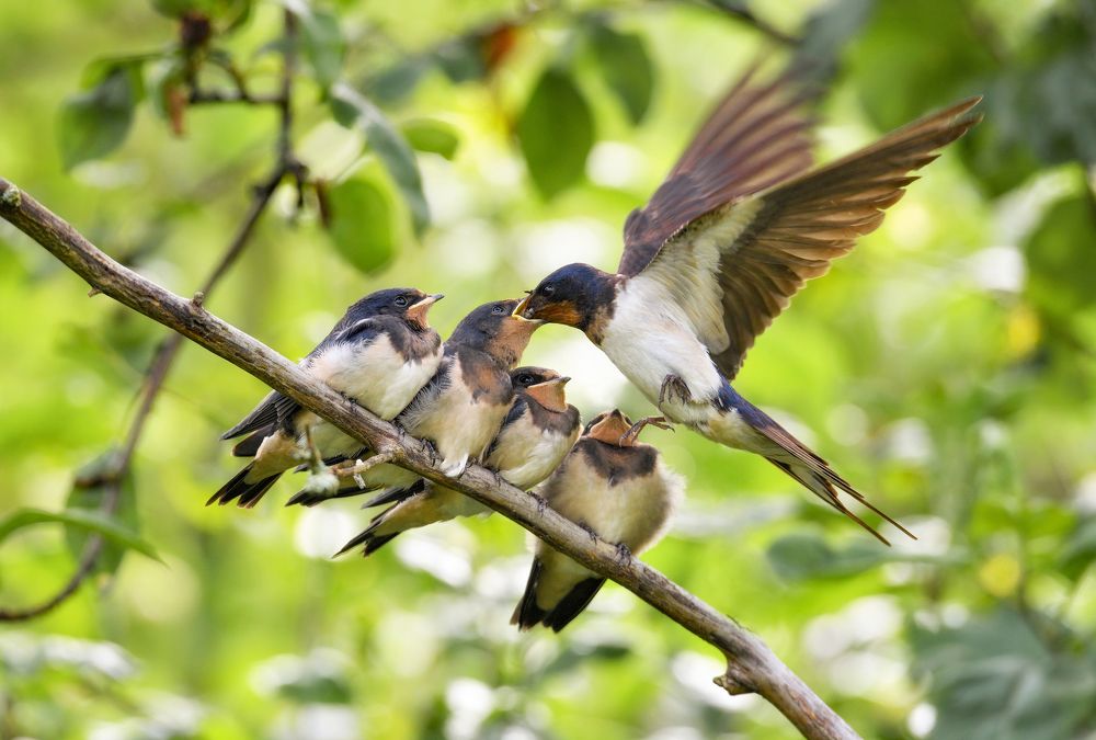 Родительские хлопоты