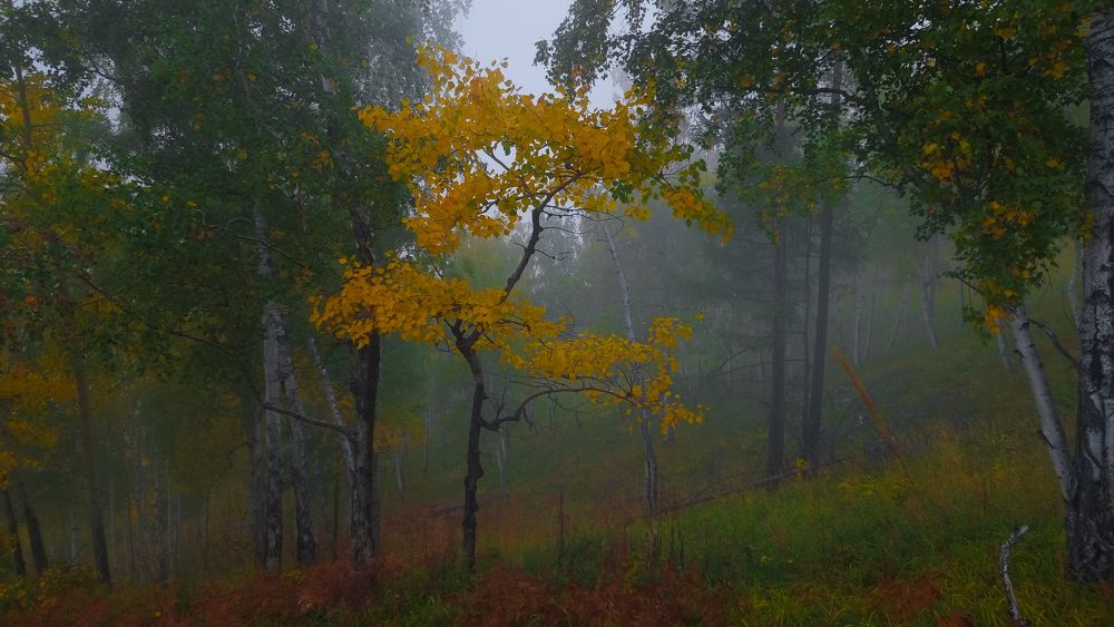 Лес,Туман