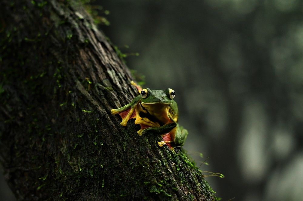 Malabara frog