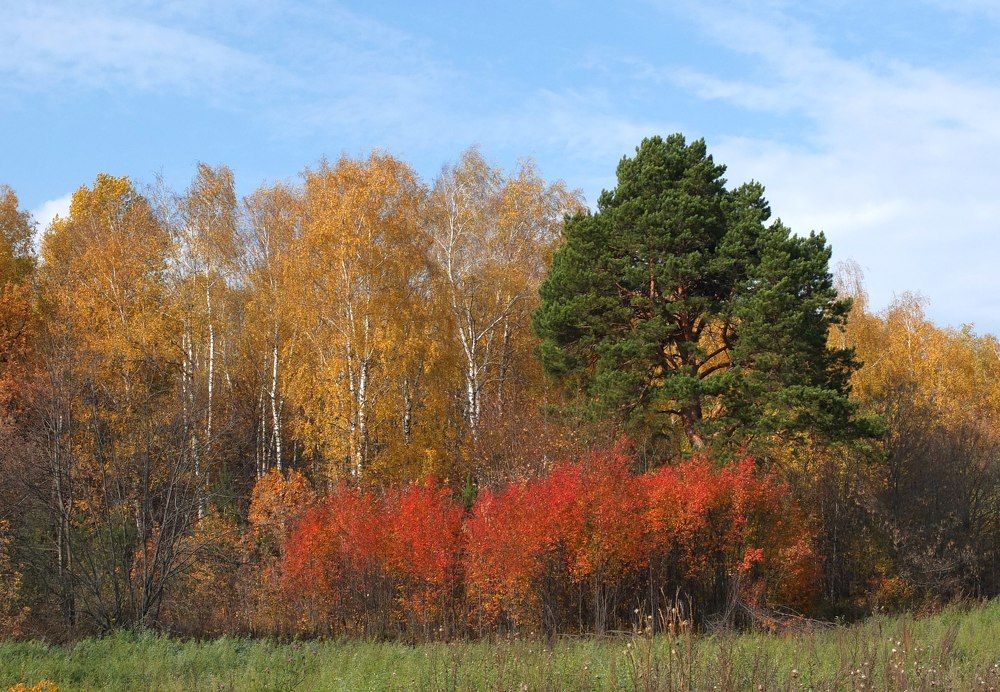 Краски осеннего леса