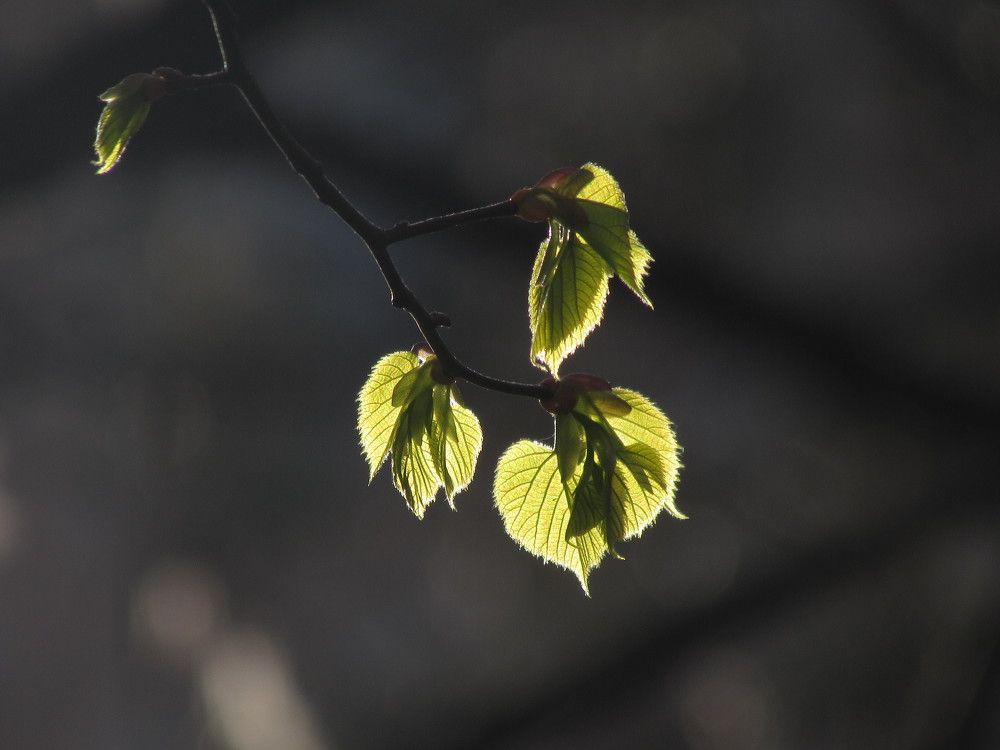 Photograph by Елена Кузнецова
