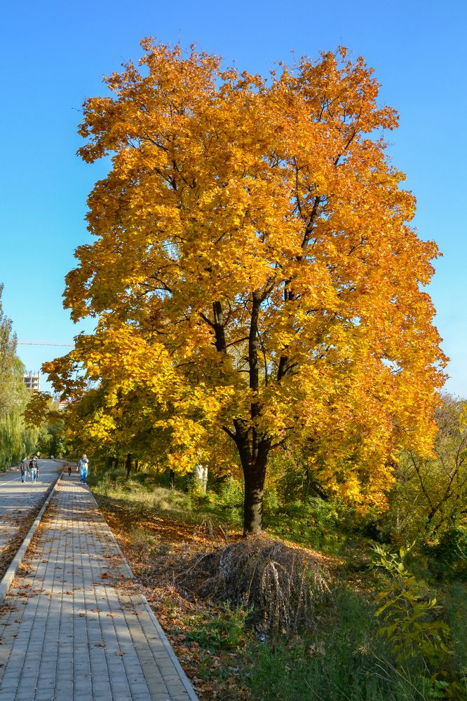 Photograph by Галя Кочубей