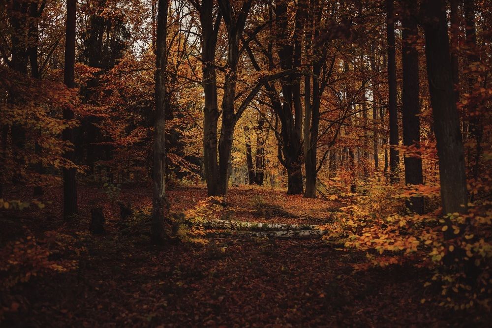 Фотография автора NIghtdream