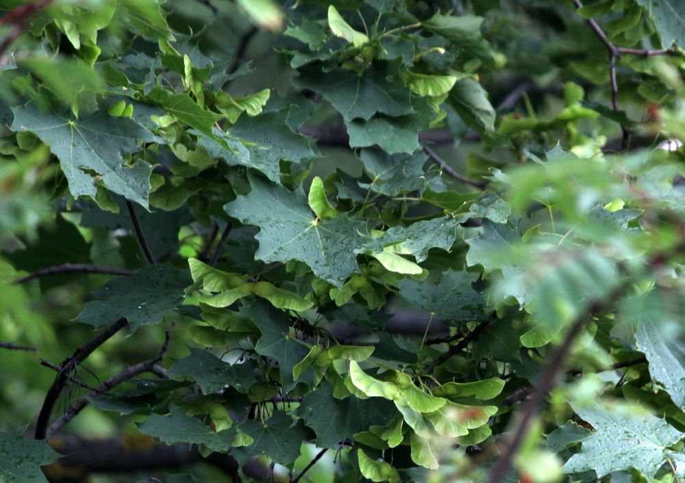 Photograph by Глеб Кузьминых