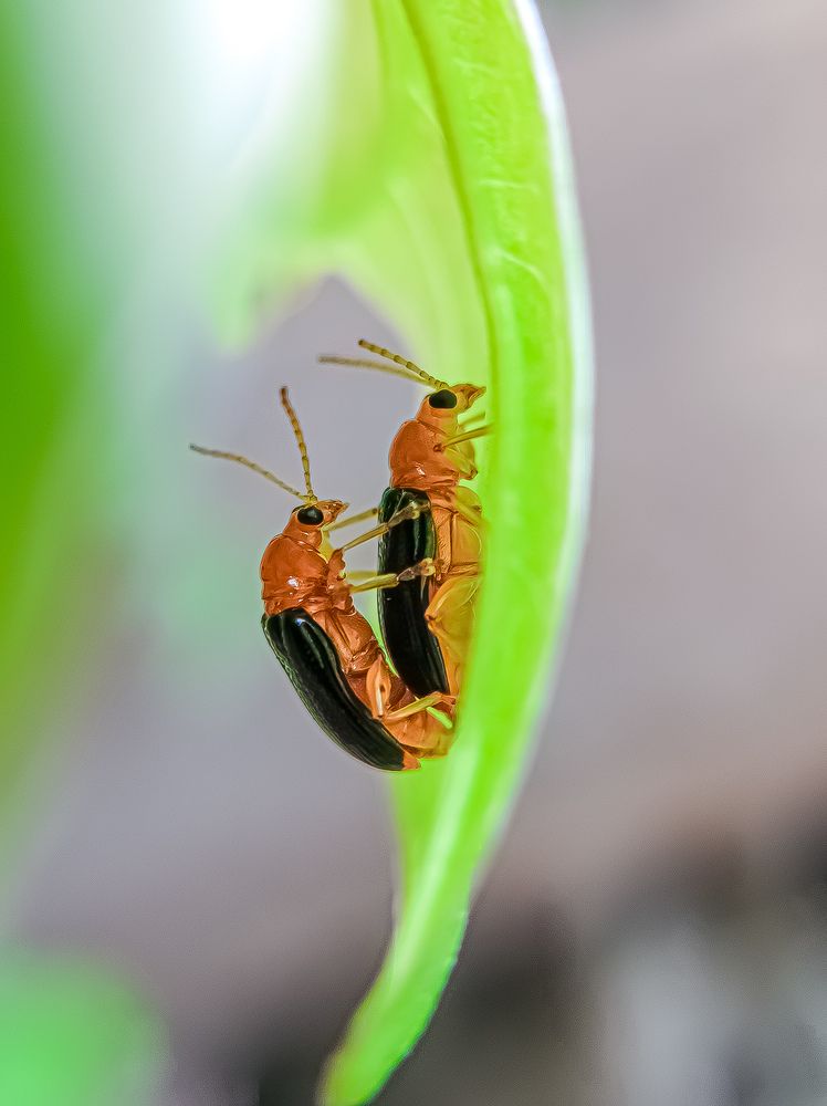 Photograph by Shubhadip Das