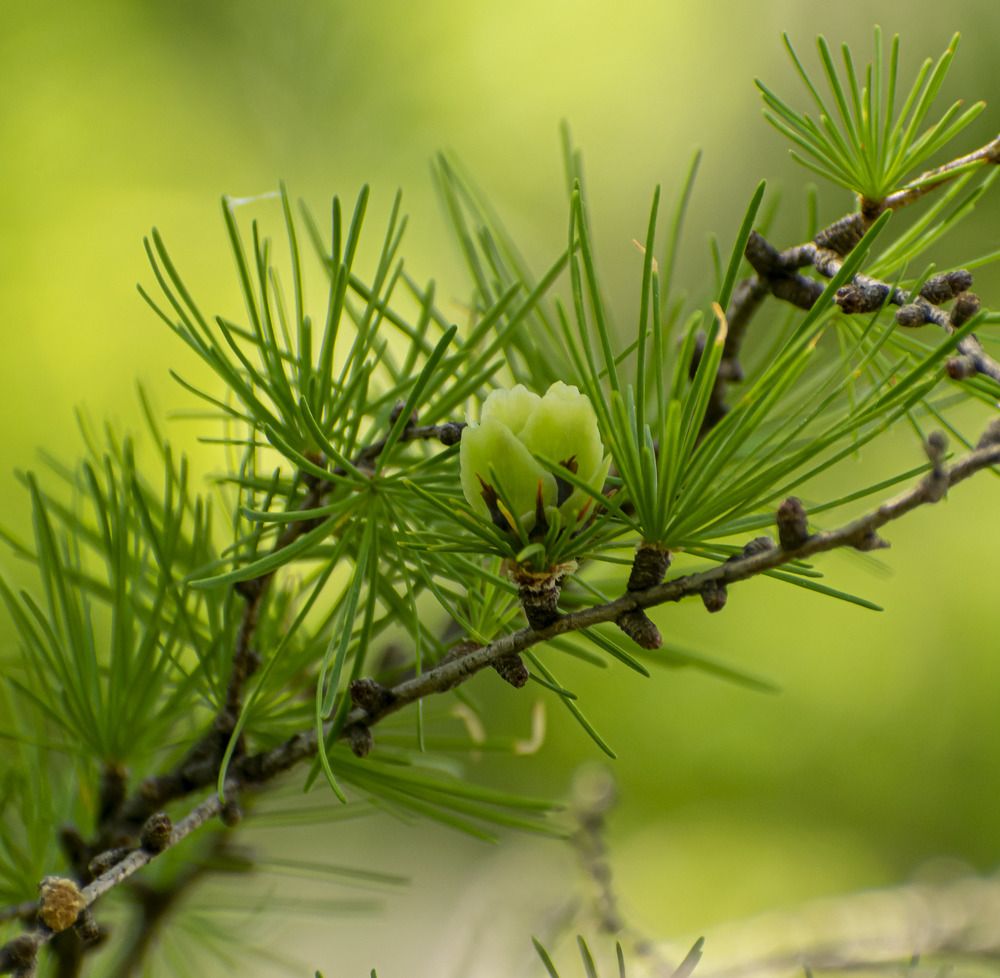 Начало цветения