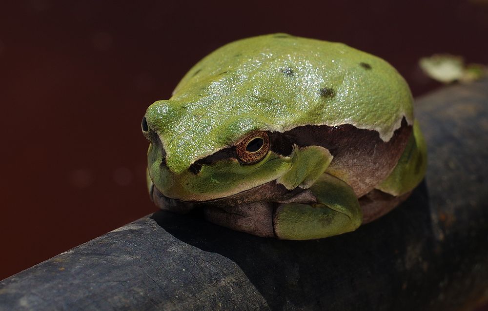 Фотография автора Сергей Гречихин