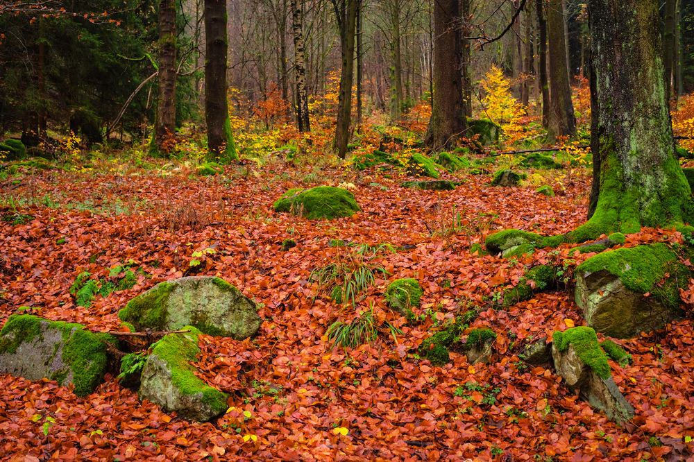 Photograph by Василий Речевский