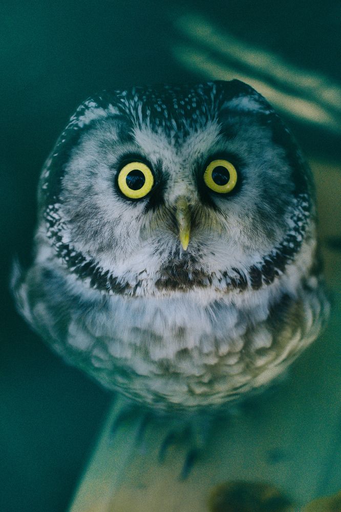 Фотография автора Анна Переверзева