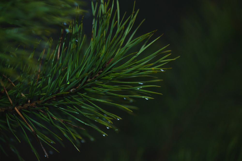 Photograph by Александр