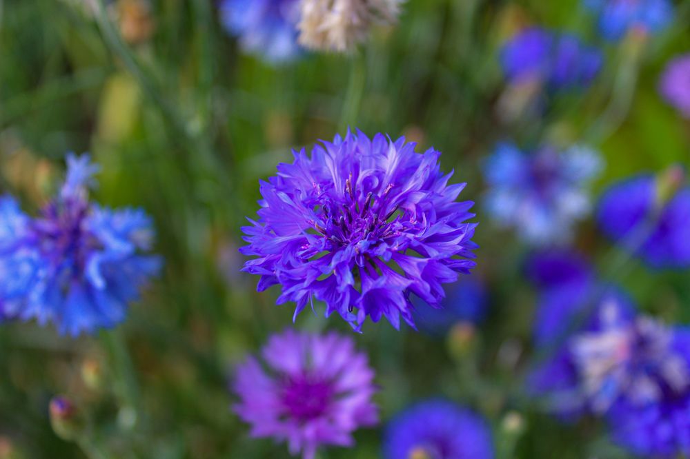 Photograph by Ирина Дмитриенко