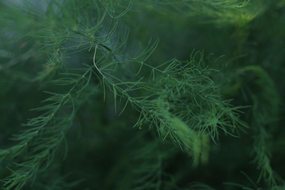 Фотография автора Анна Переверзева