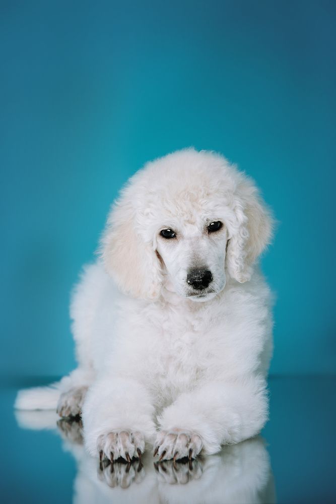 Photograph by Диана Оленина