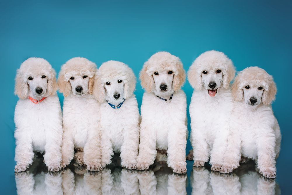 Photograph by Диана Оленина