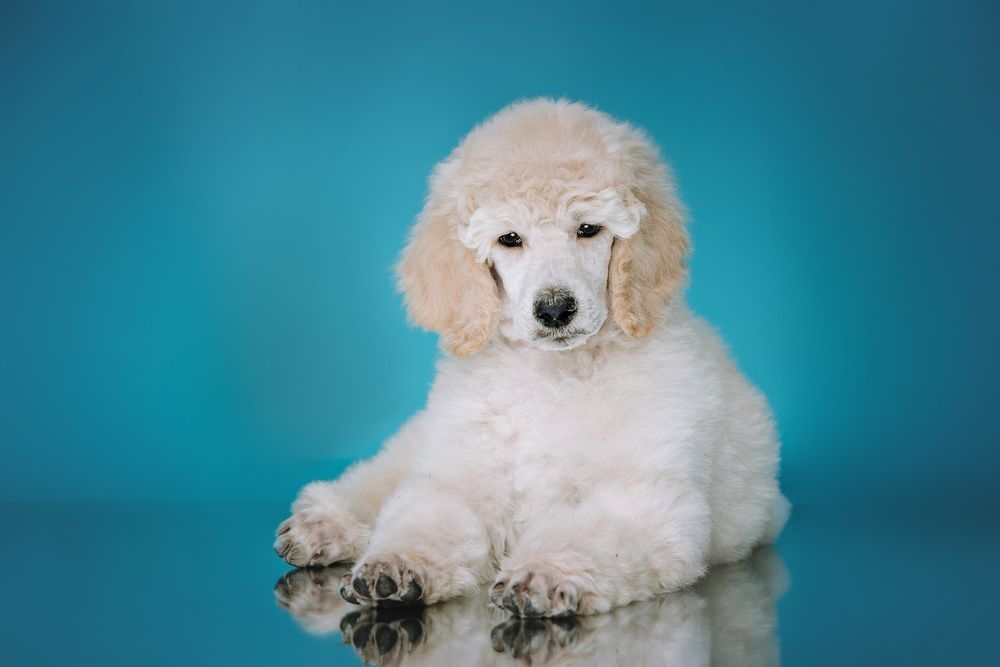 Photograph by Диана Оленина