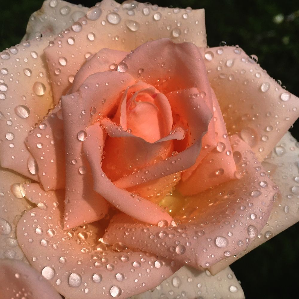 Photograph by Елена Дегтяренко