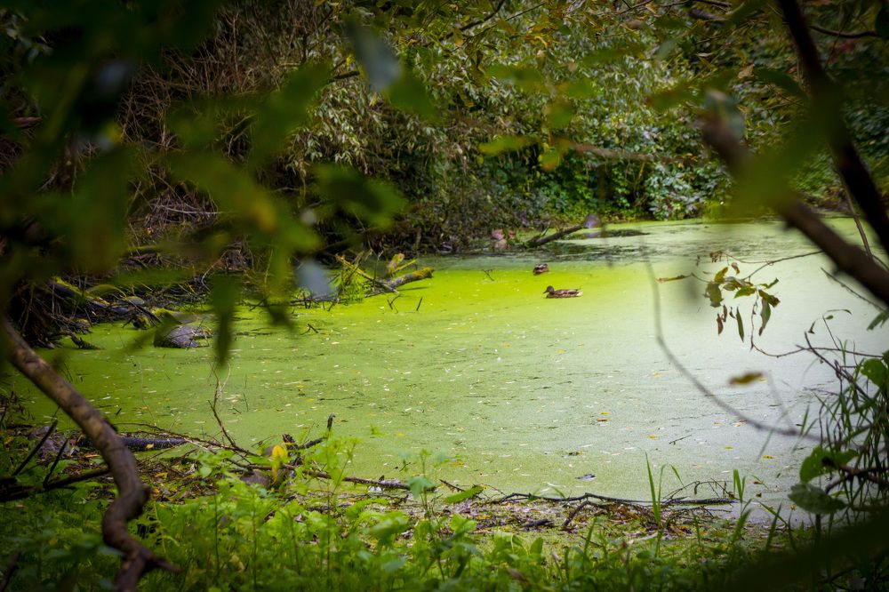 Photograph by Виталий Зубков