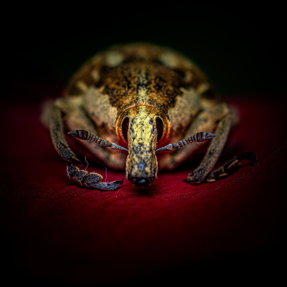 Photograph by Ata Hassanzadeh.D