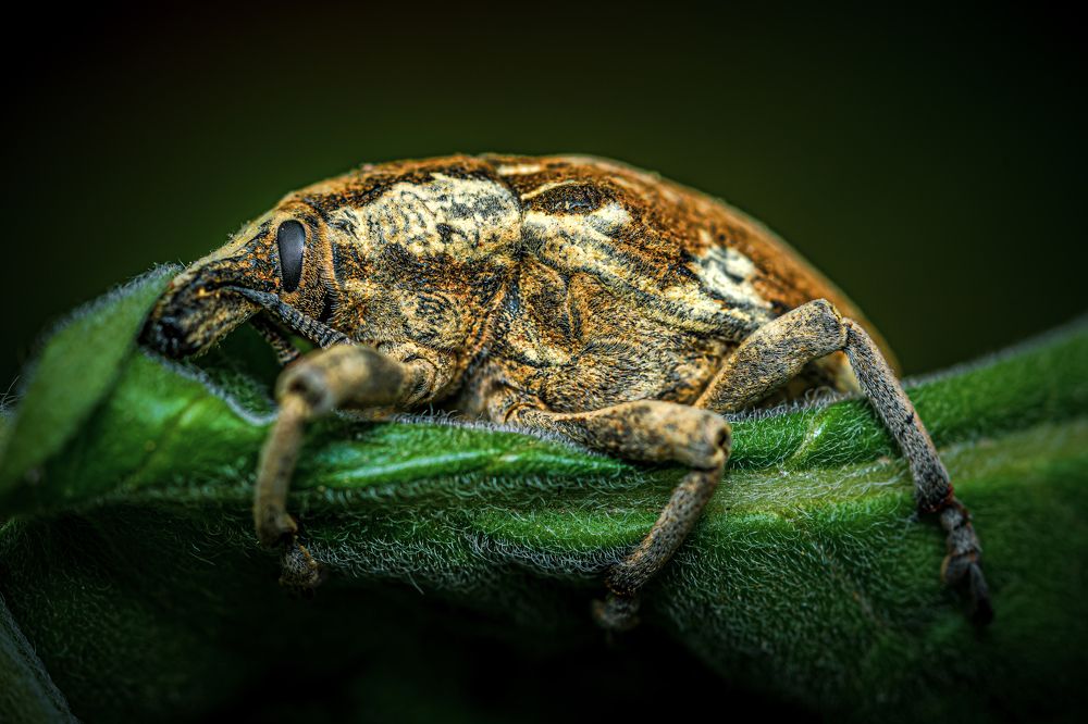 Photograph by Ata Hassanzadeh.D