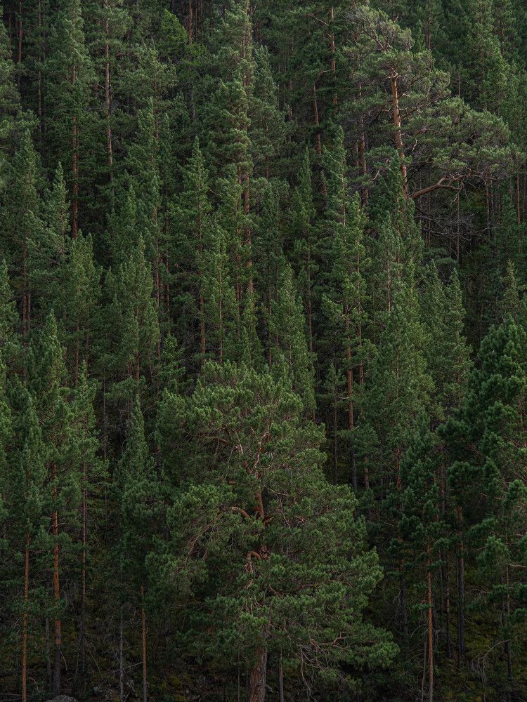 Photograph by Доляна Ашкова