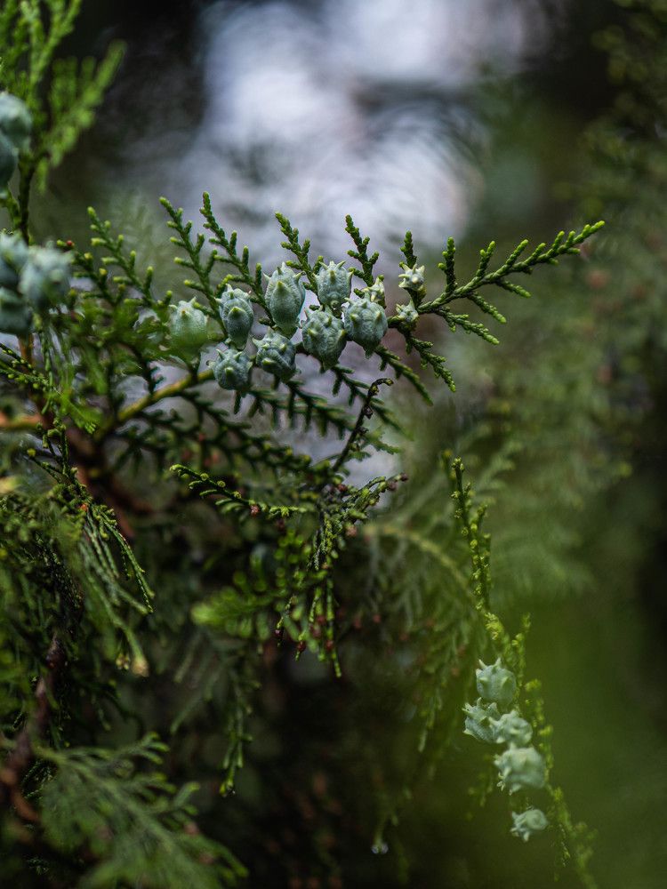 Photograph by Доляна Ашкова