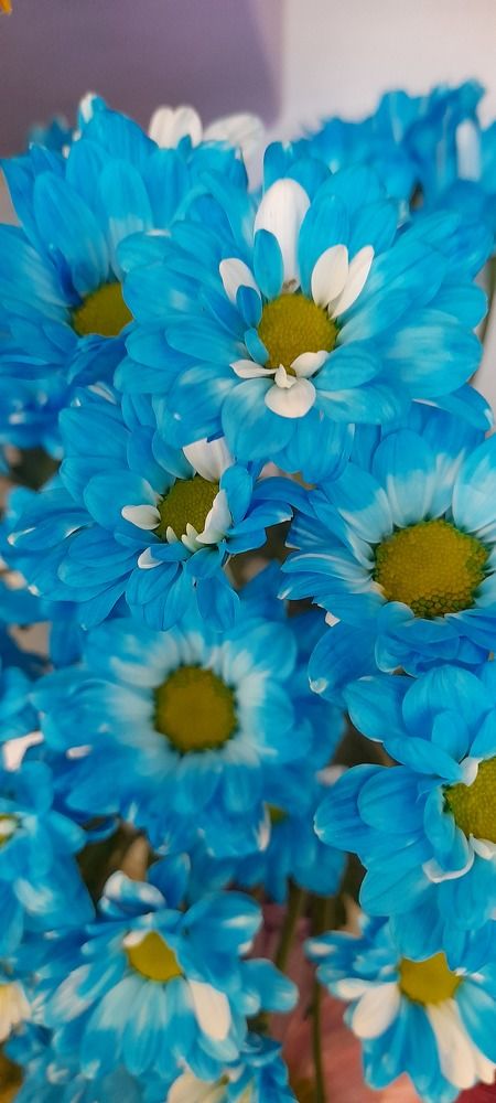 Фотография автора Revaz Topuria