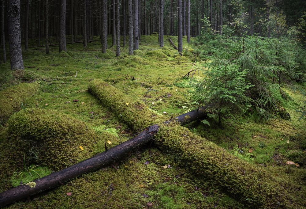 Photograph by Евгений Волосков