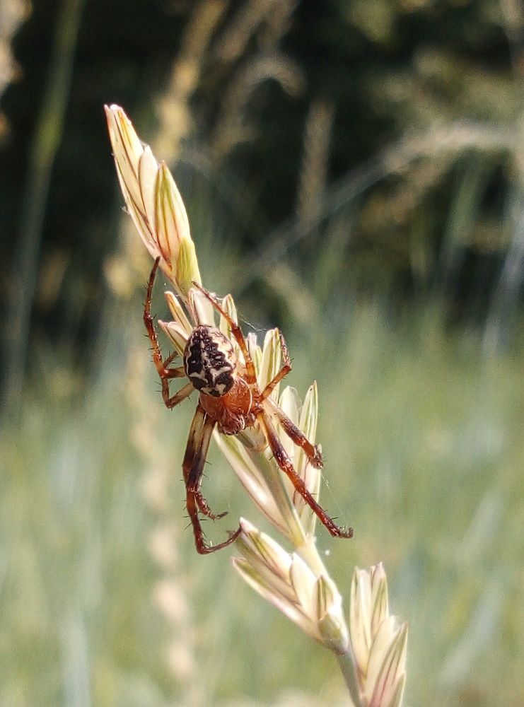 Photograph by Евгений Артемьев