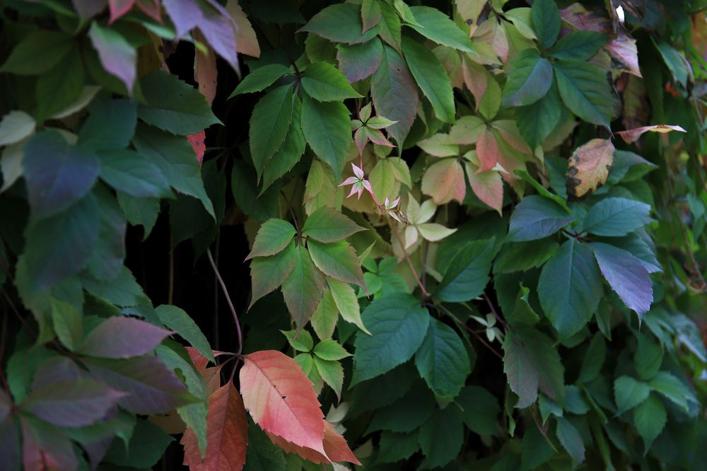 Фотография автора Александра Асаулко