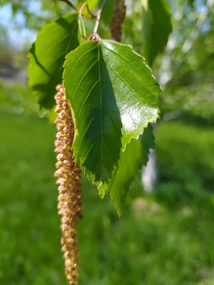 А у берёзки сережки...