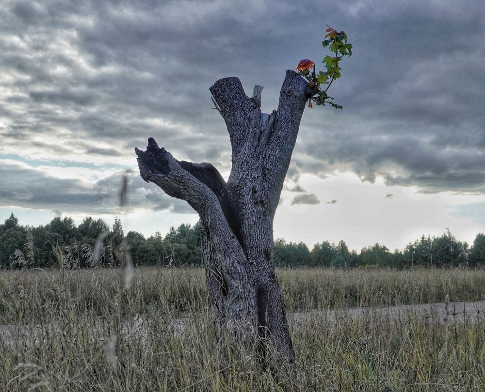 Photograph by Марина Безенкина