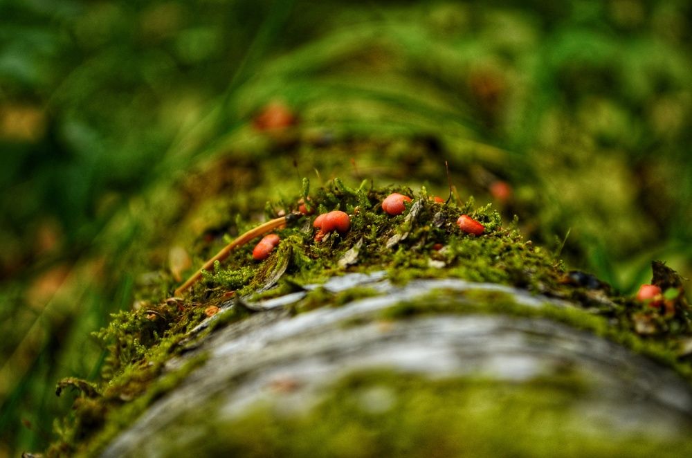 Photograph by Максим Солдатенко