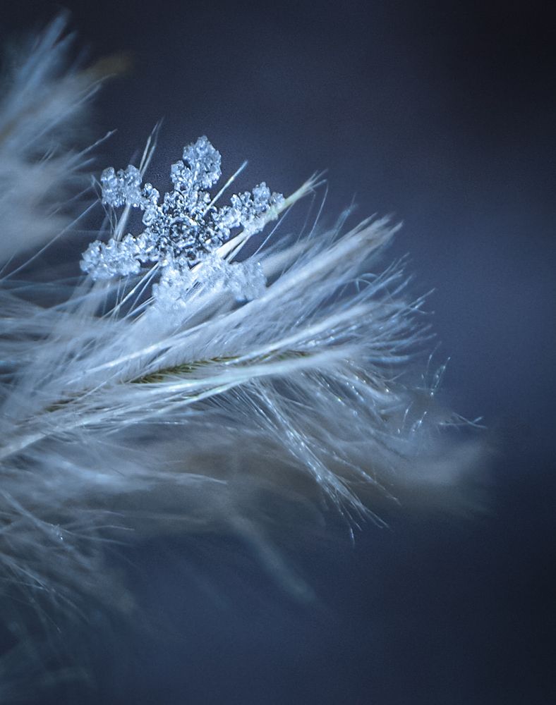 Photograph by Ольга Еженевская