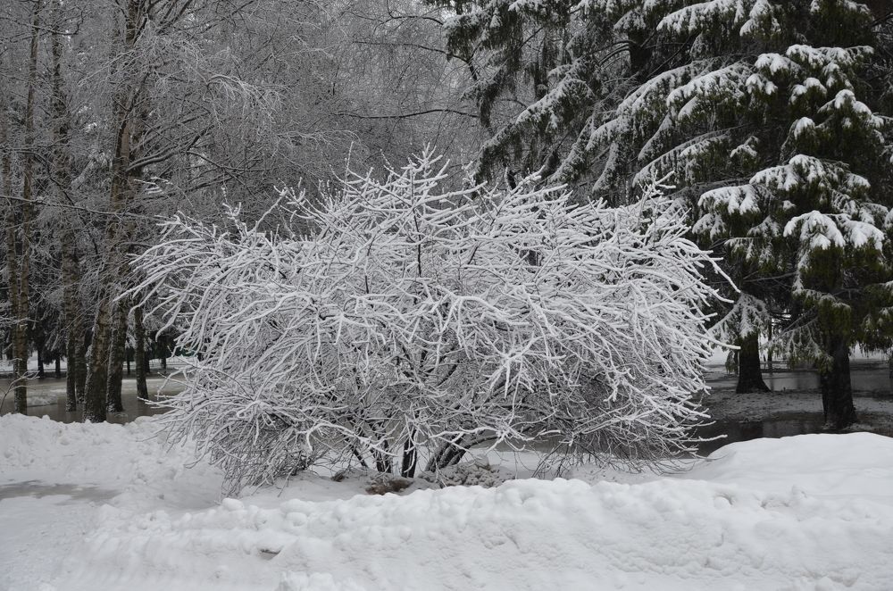 Парк в снегу