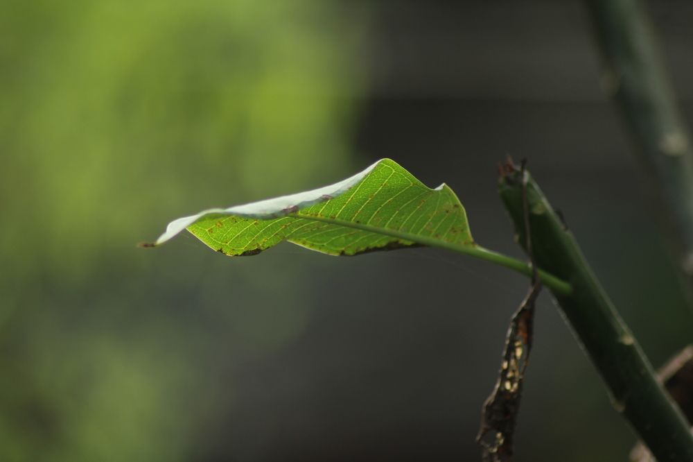 Photograph by dewa putra