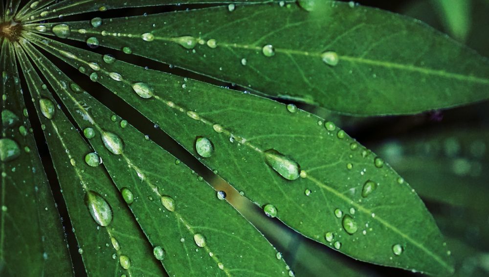 Photograph by Елена Пасажицкая