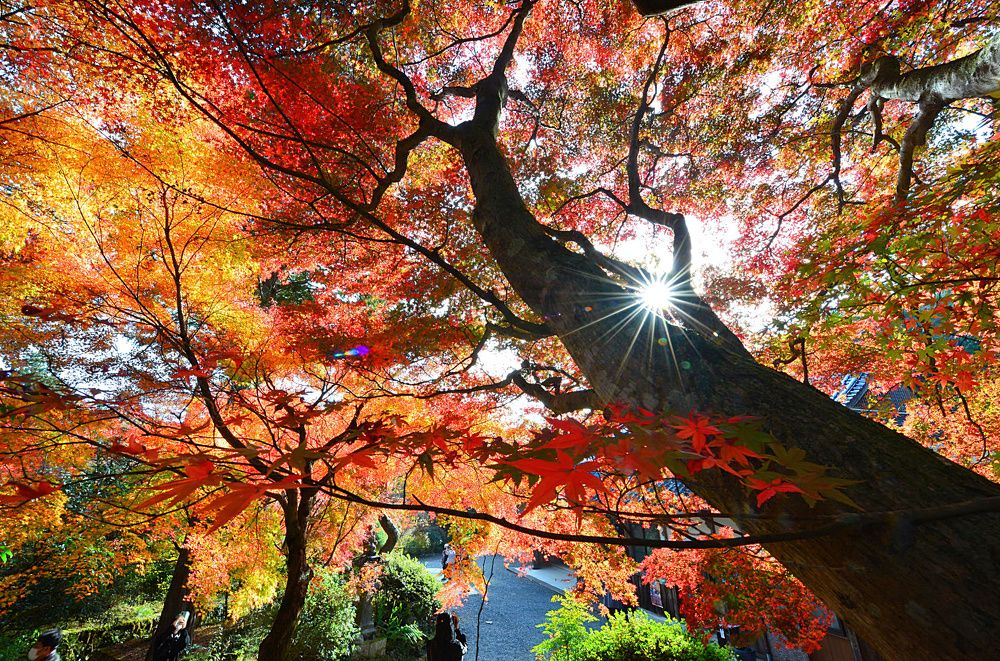 Photograph by Ohta Sigeki