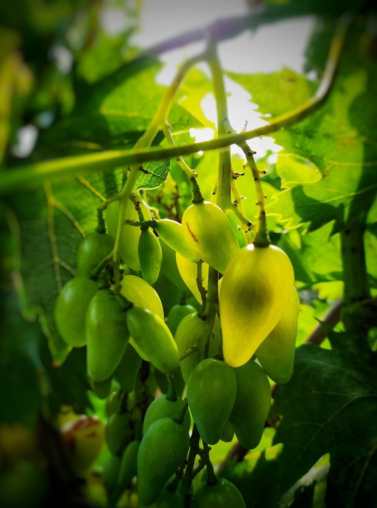 Солнечный виноград...