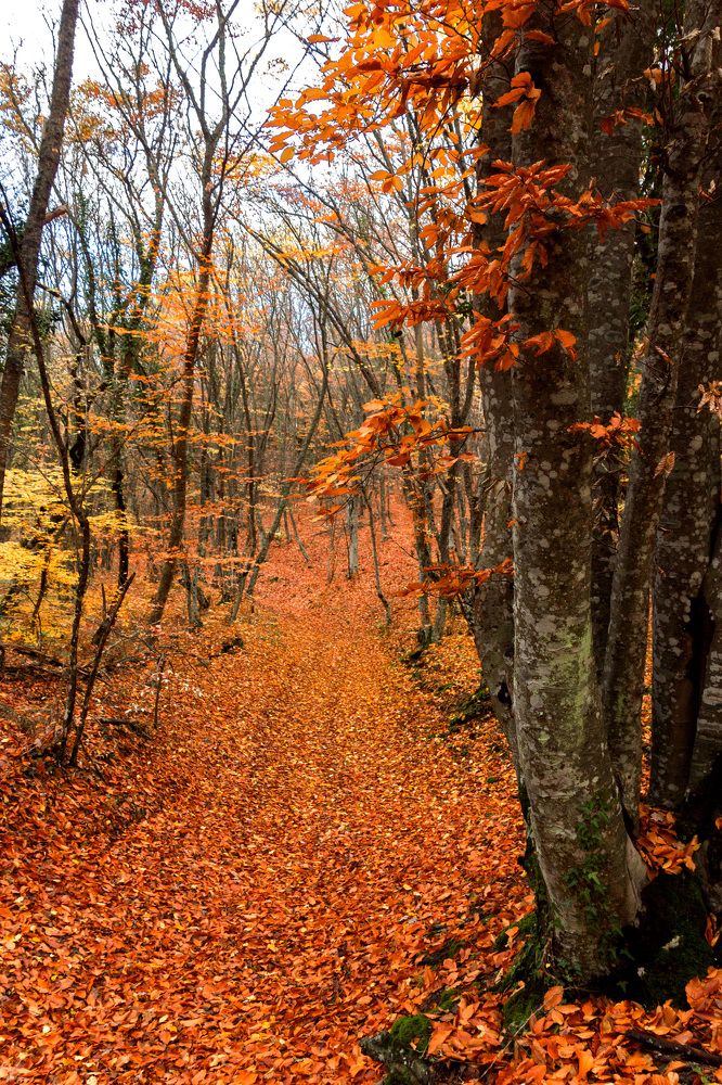 Золотая осень