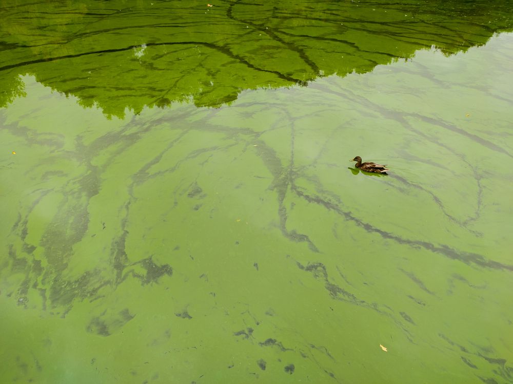 Фотография автора Александр Довганюк
