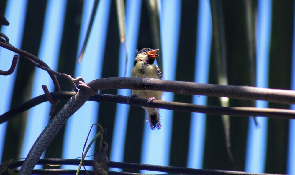 Photograph by Ekra Tasfia