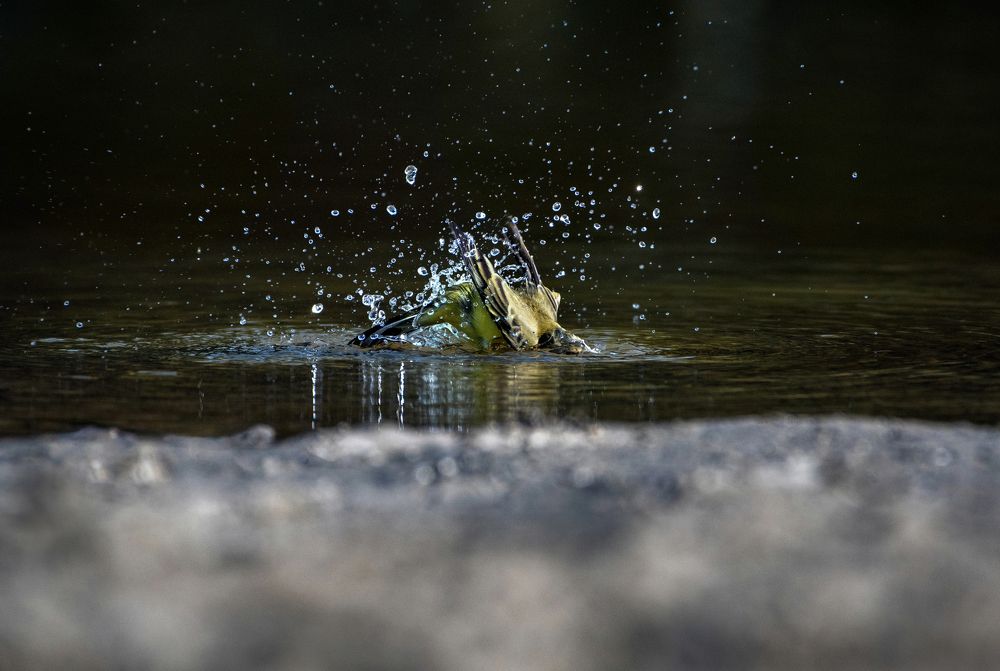 Photograph by Александр Перегудов