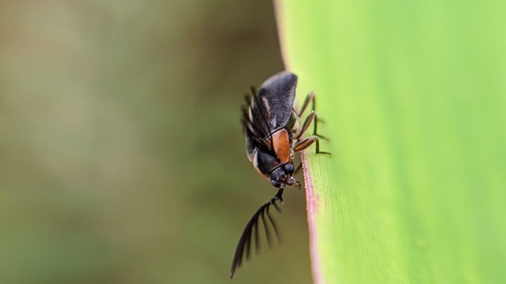 Фотография автора Ganesh Varma