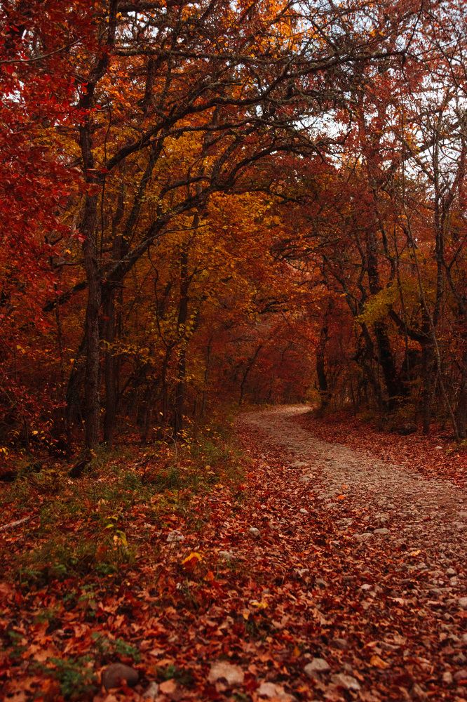 В осеннем лесу
