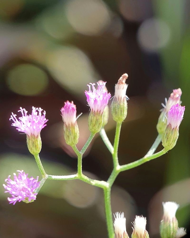 Wild Flowers and the bokeh background