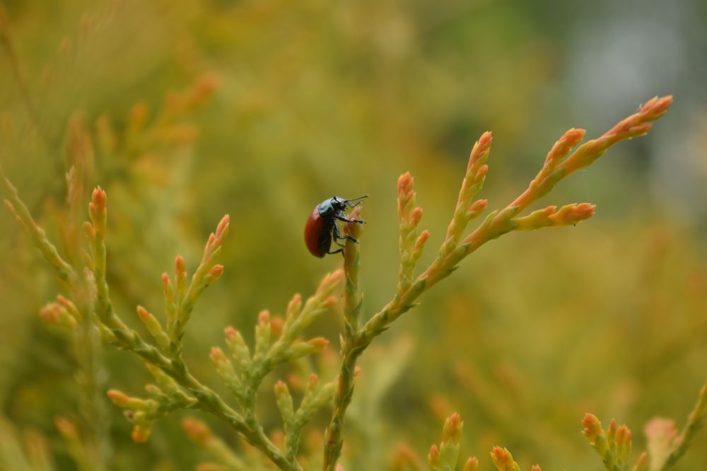 Photograph by Наталья Еременко
