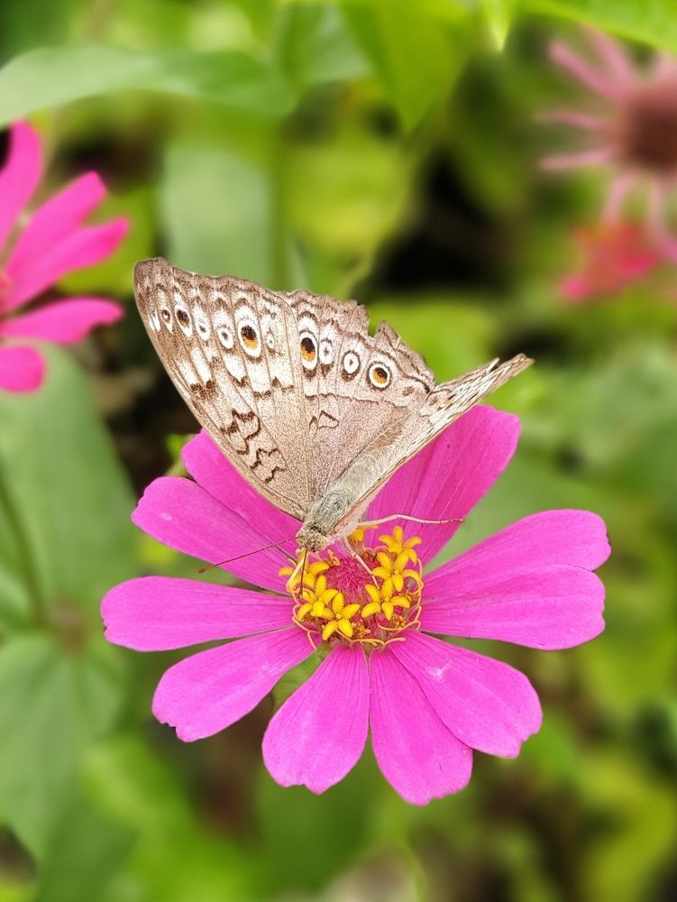 Photograph by Aliza Basyaib